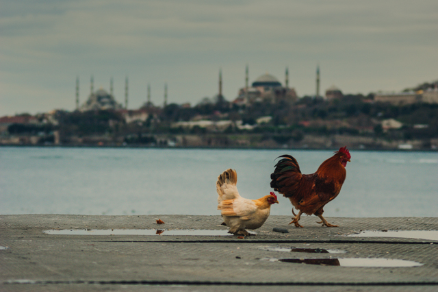 #mustafa_tiryakioglu#imagistanbul#kontrast_istanbul#street_photography#sokak_fotograf#photoistanbul